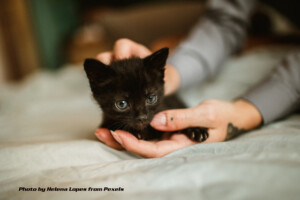 black kitten being held