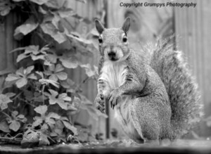 squirel looking at photographer