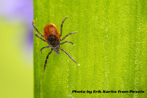 tick on a leaf