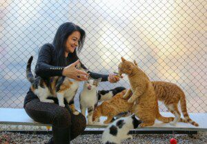 woman feeding multiple cats