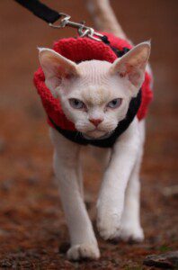 devon rex cat on a leash