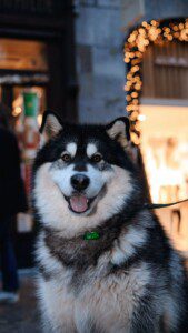 Alaskan Klee Kai dog