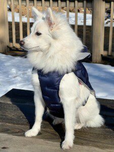 American Eskimo Dog